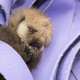 Illustration for article titled This is Way Too Fluffy Not to Share
